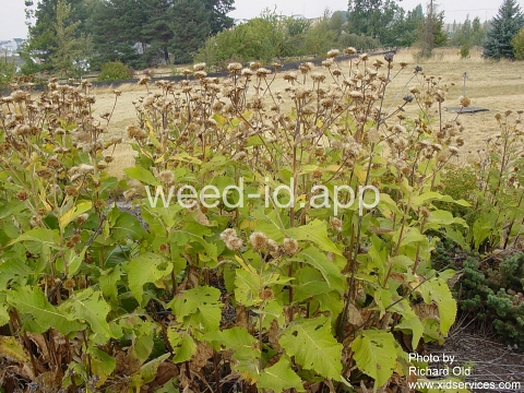 elecampane